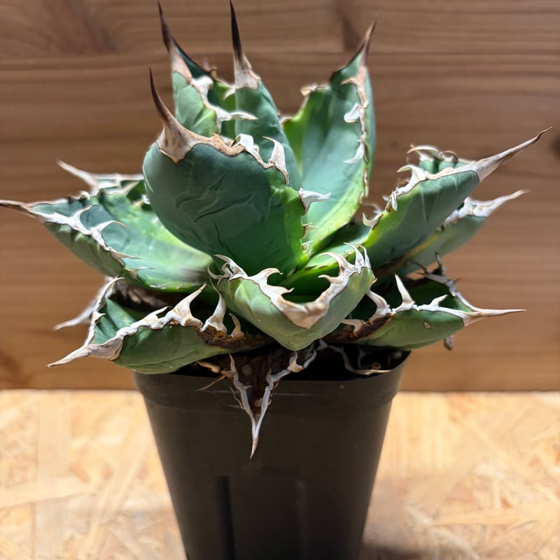 アガベ チタノタ 'ノーネーム' 斑入り | GREEN LUCK