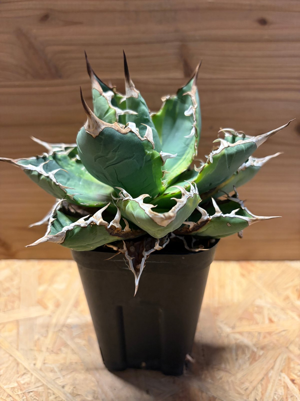 アガベ チタノタ 'ノーネーム' 斑入り | GREEN LUCK