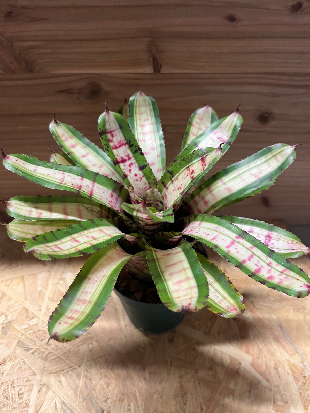 Neoregelia White Walker