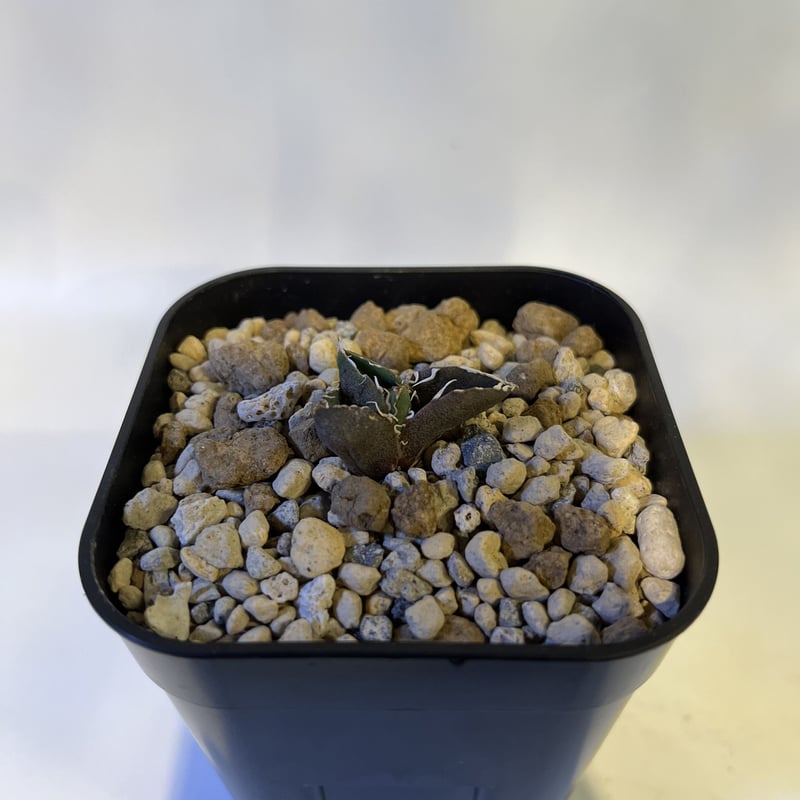 b*m様 アガベ　チタノタ　cg-01 a.k.a cok　コック アガベチタノタコックcg01 a.k.a cok 子株発根済み