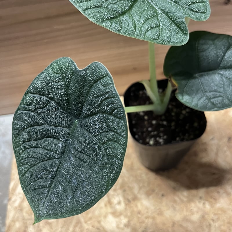 アロカシア メロ | GREEN LUCK