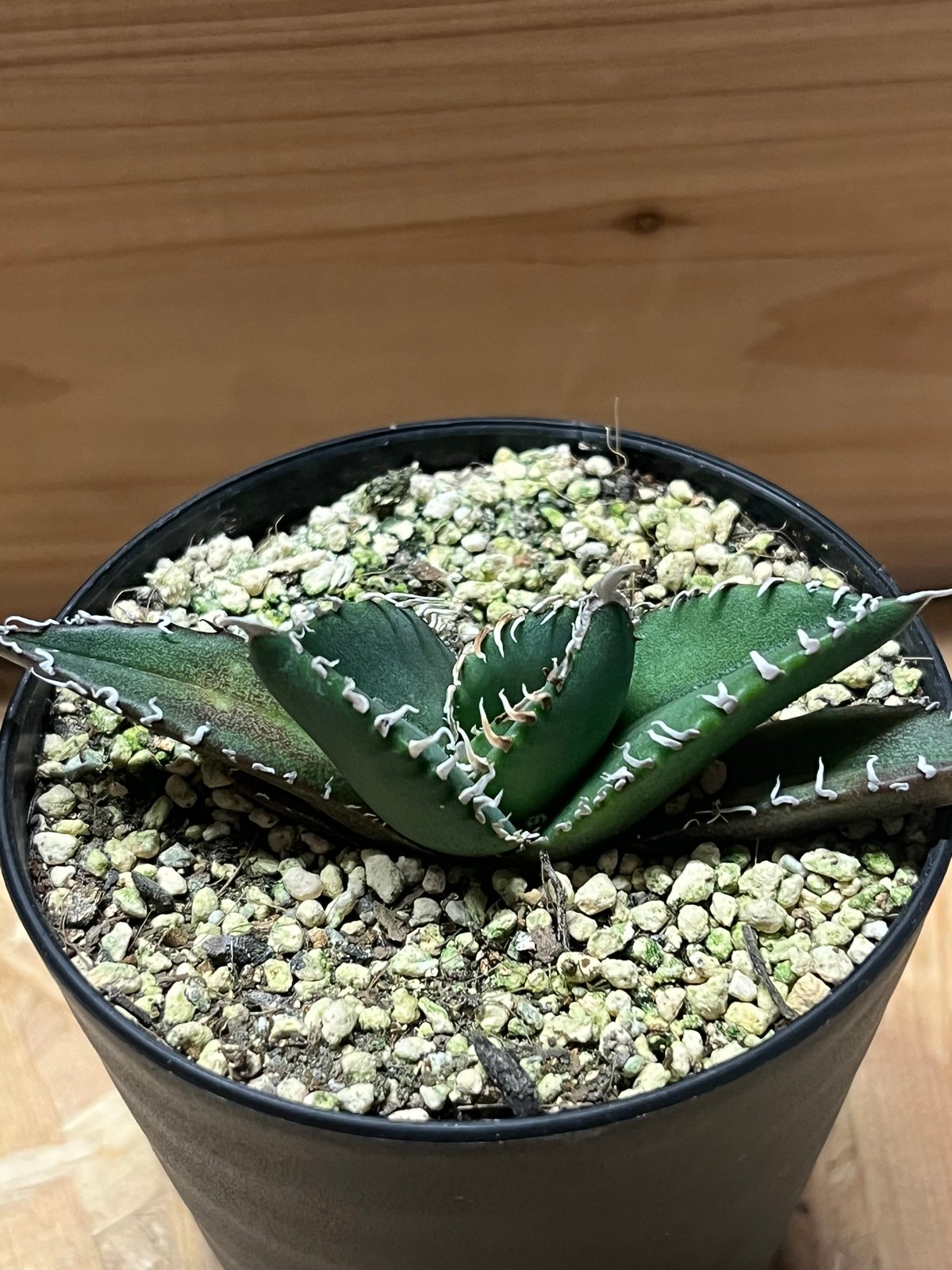 アガベ チタノタ 南アフリカダイヤモンド SAD メリクロン | GREEN LUCK