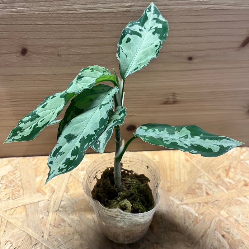 アグラオネマ ピクタム トリカラー 'ブラック' | GREEN LUCK