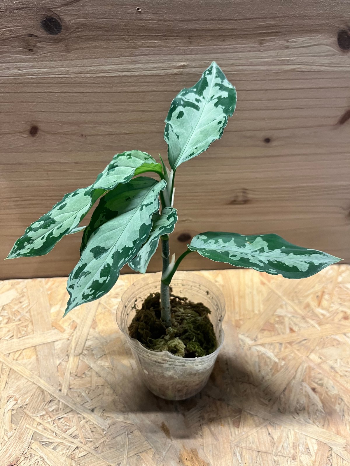 アグラオネマ ピクタム トリカラー 'ブラック' | GREEN LUCK