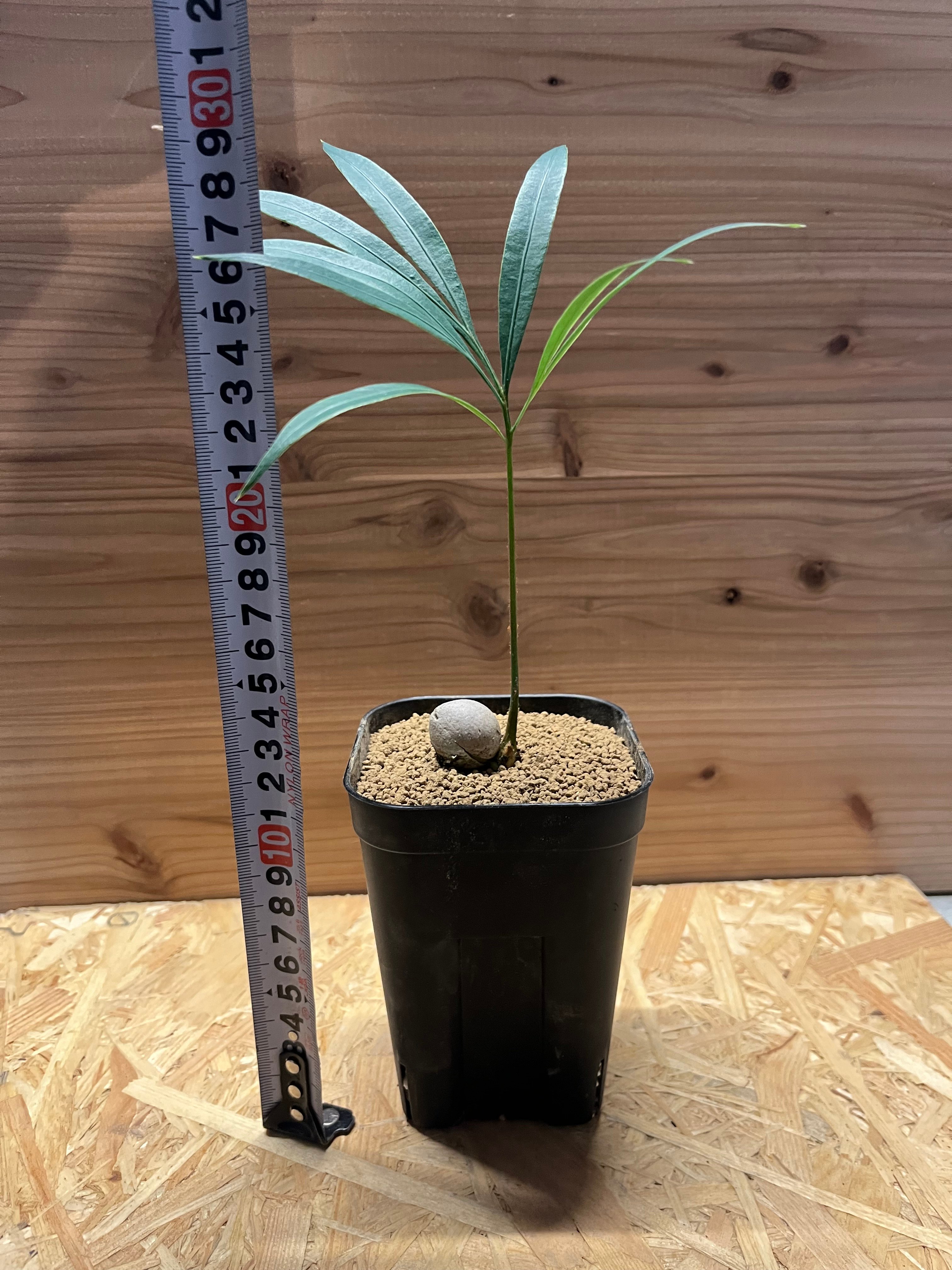 Cycas debaoensis サイカス　デバオエンシス　中国産の希少ソテツ サイカス デバオエンシス | GREEN LUCK