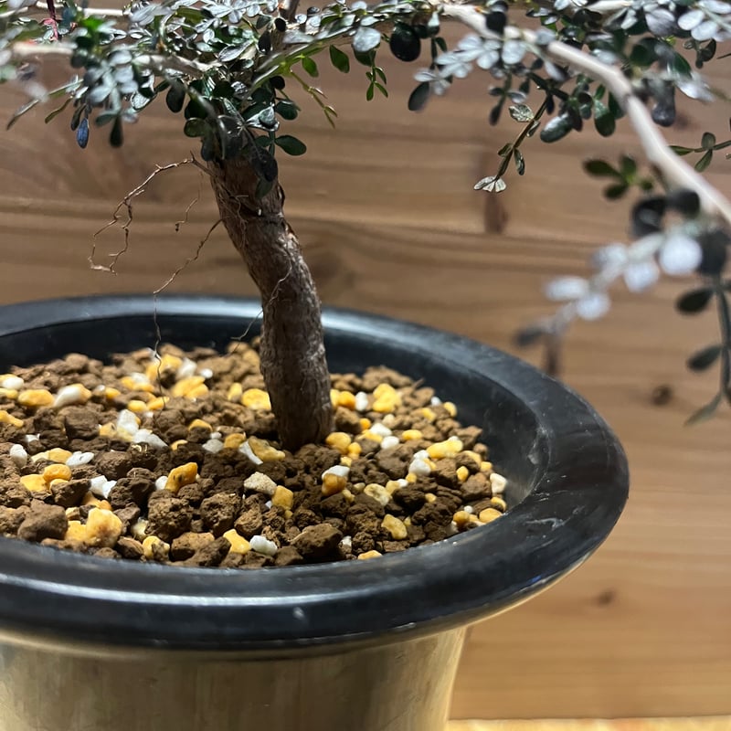 パキプス 根挿 4年目