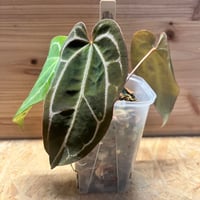 アンスリウム アントラキー （RA7×tezula） | GREEN LUCK