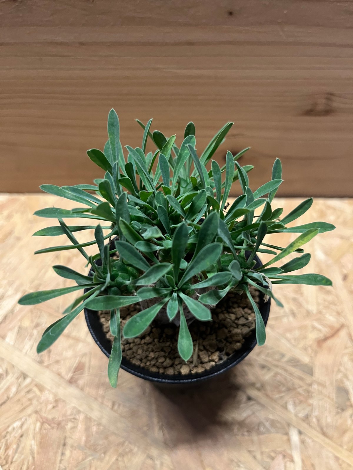 ユーフォルビア　峨眉山 ユーフォルビア 峨眉山 | GREEN LUCK