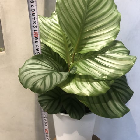 カラテア　オルビフォリア