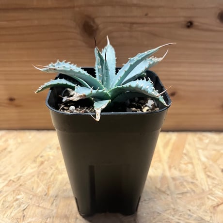 エボリスピナ | STORES