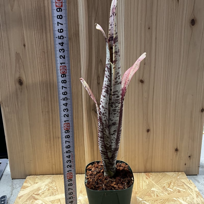Quesnelia Rafael Oliveira④ 抜き苗 タンクブロメリア Quesnelia marmorata 'Rafael Oliveira'🌿 これめっちゃ好き