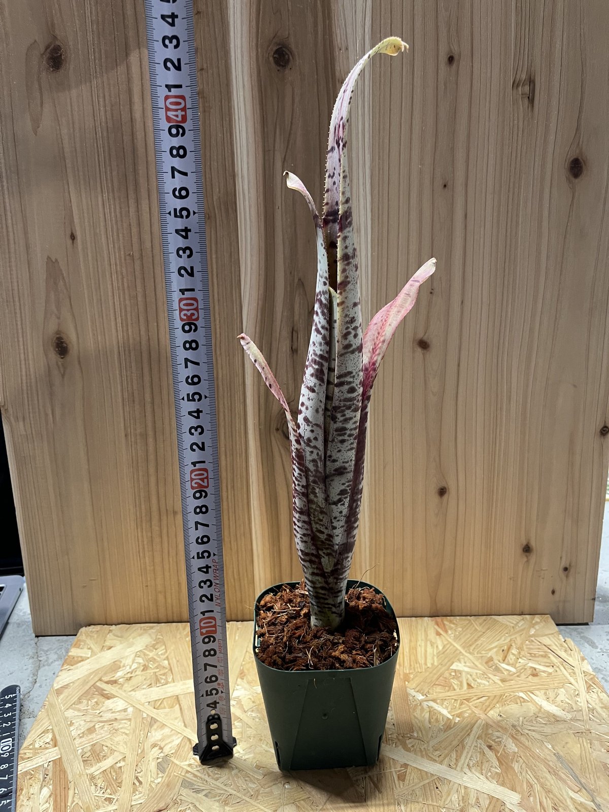 斑入り ケスネリア マルモラータ ラファエルオリヴェイラ ケスネリア・マルモラータ・ラファエルオリヴェイラ | nebachi