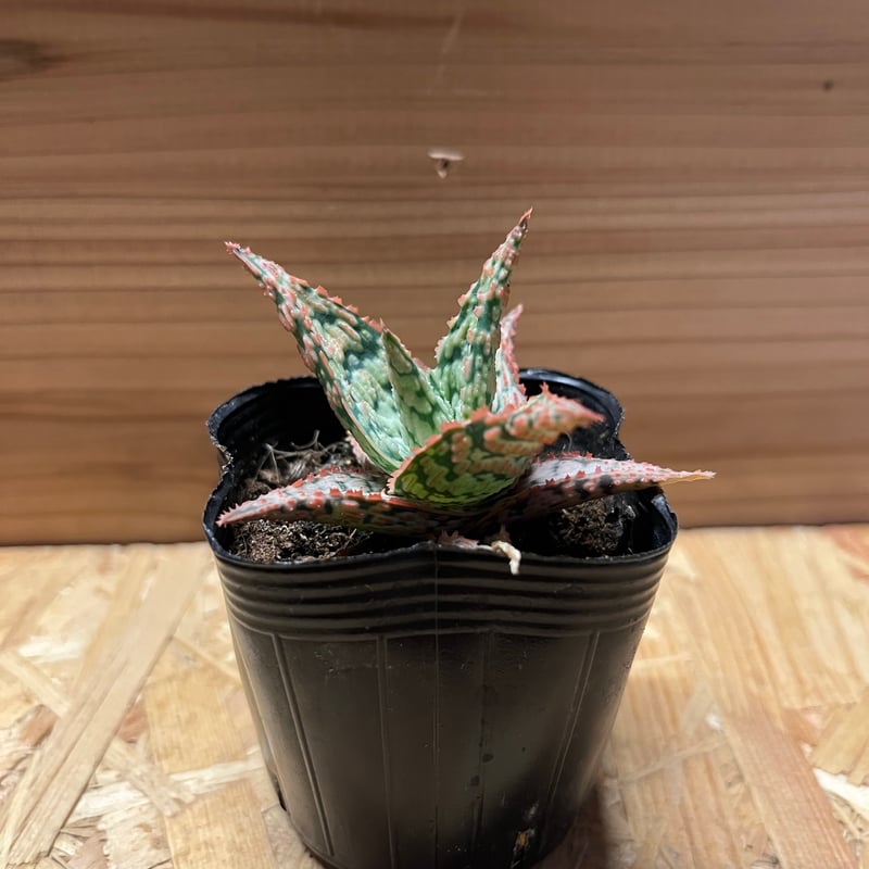 アロエhyb(ハイブリッド)② (アロエ ハイブリッド aloe hybrid アロエhyb(ハイブリッド)② (アロエ ハイブリッド aloe hybrid