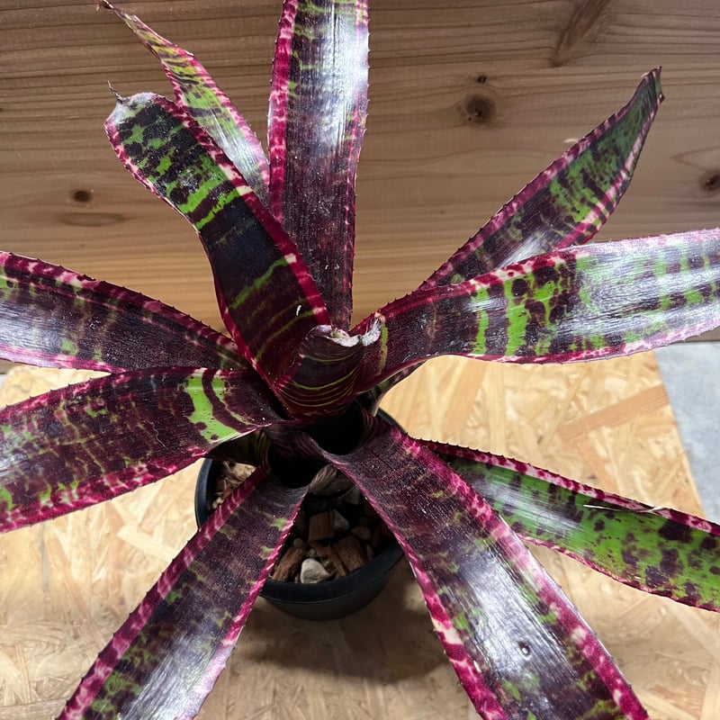 ネオレゲリア ルシファー | GREEN LUCK