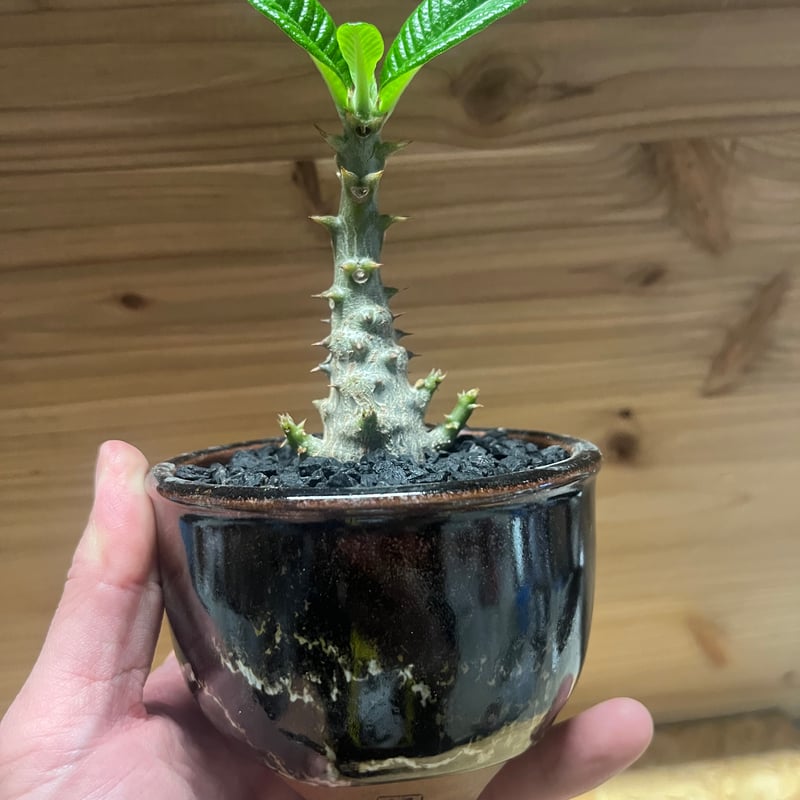 パキポディウム ウィンゾリー×伝市鉢 | GREEN LUCK