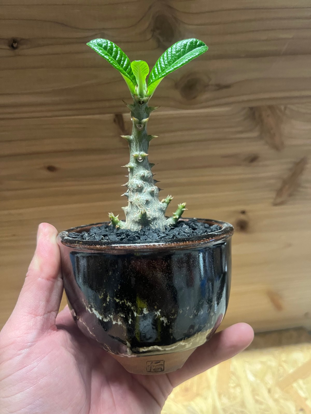 パキポディウム　ウインゾリー　ハチラボ鉢入 パキポディウム ウインゾリー ハチラボ鉢入 パキポディウム