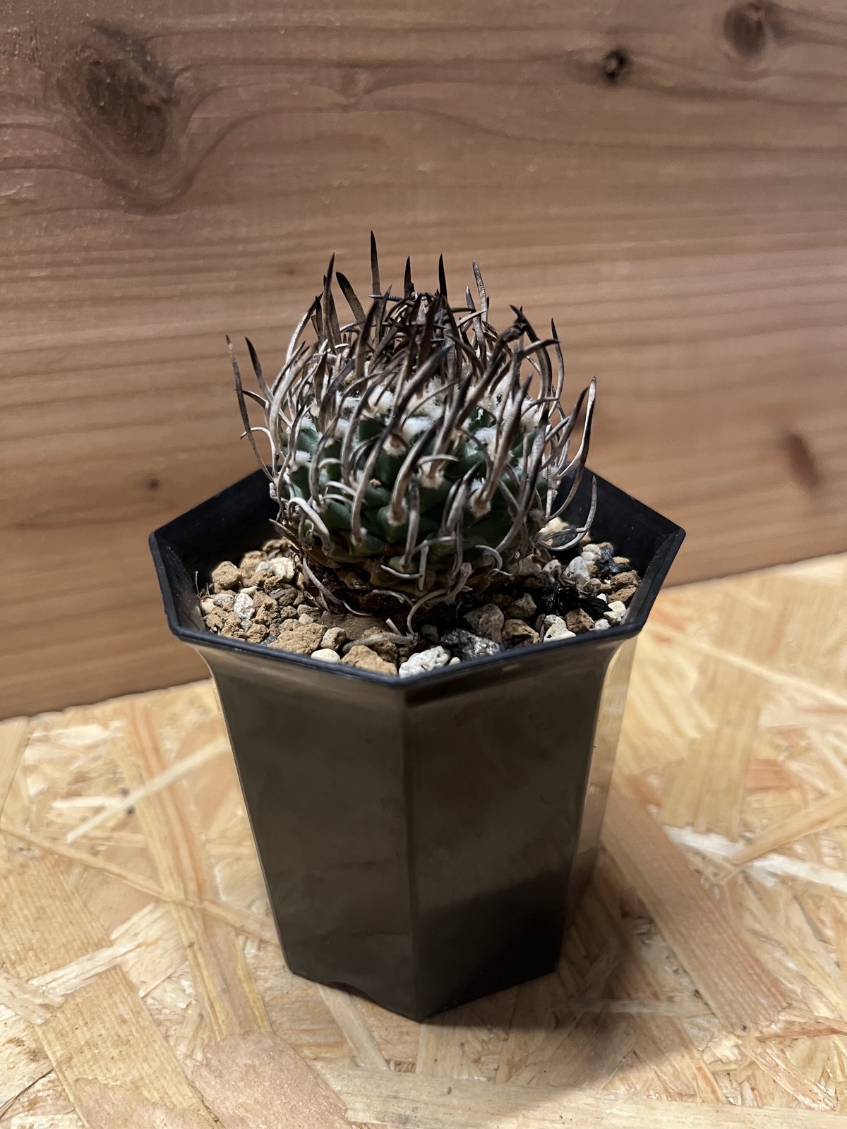 ツルビニカルプス 昇竜丸 | GREEN LUCK