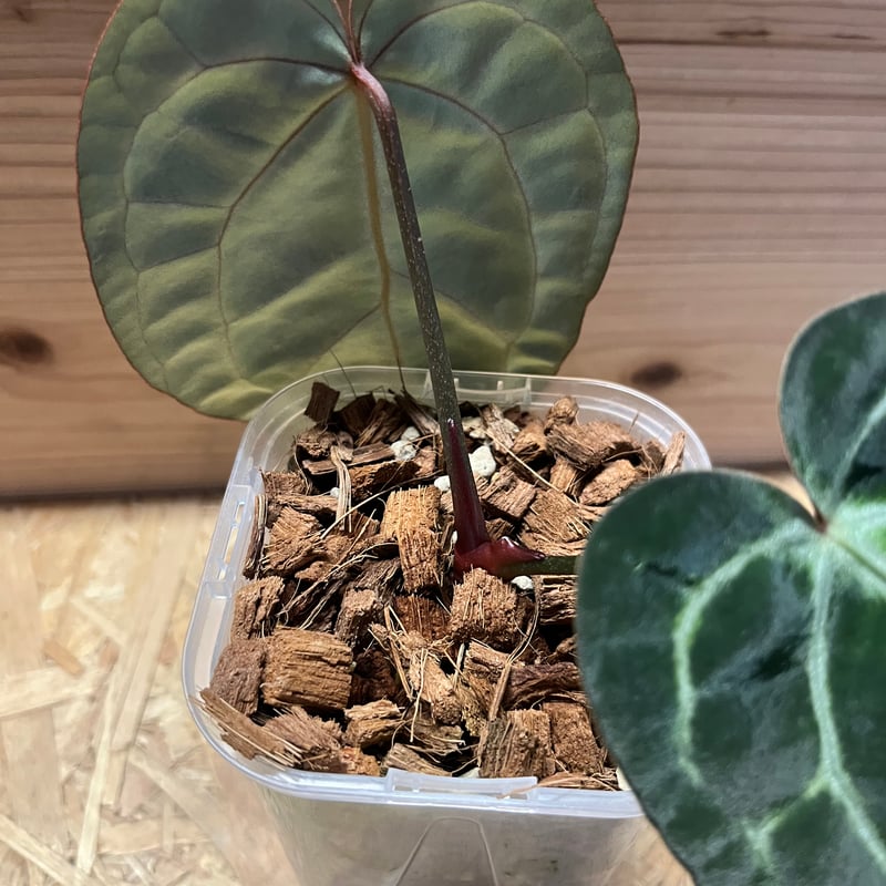 アンスリウム　エンジェルズドリーム×カーラ アンスリウム エンジェルズドリーム×Carlablackiae | GREEN LUCK