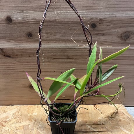 ホヤスラウェシアナ | STORES