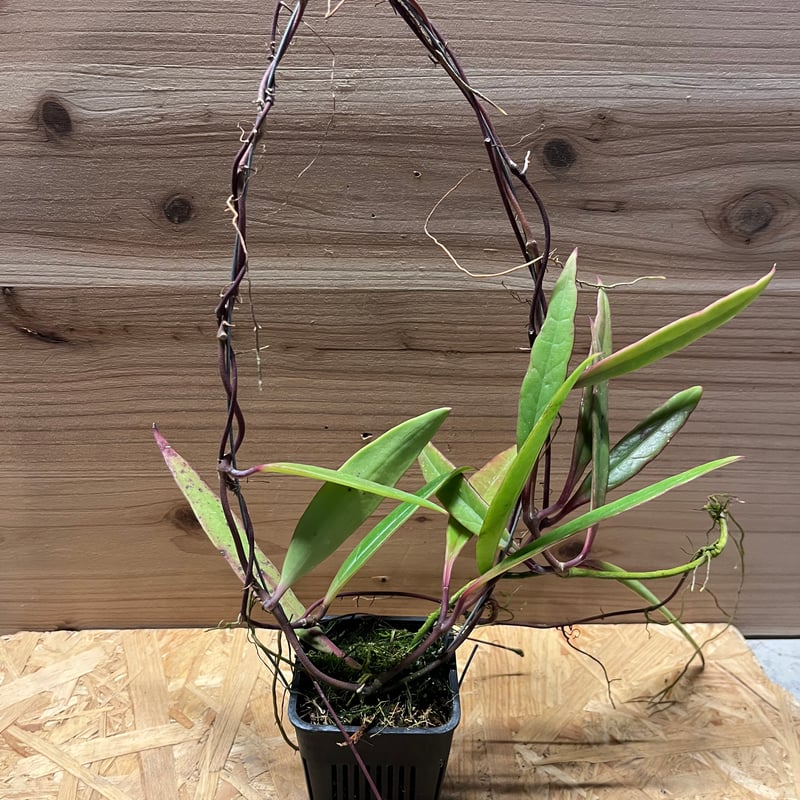 ホヤ スラウェシアナ | GREEN LUCK