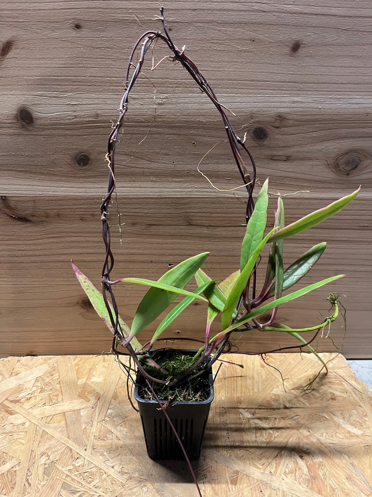 ホヤ スラウェシアナ | GREEN LUCK