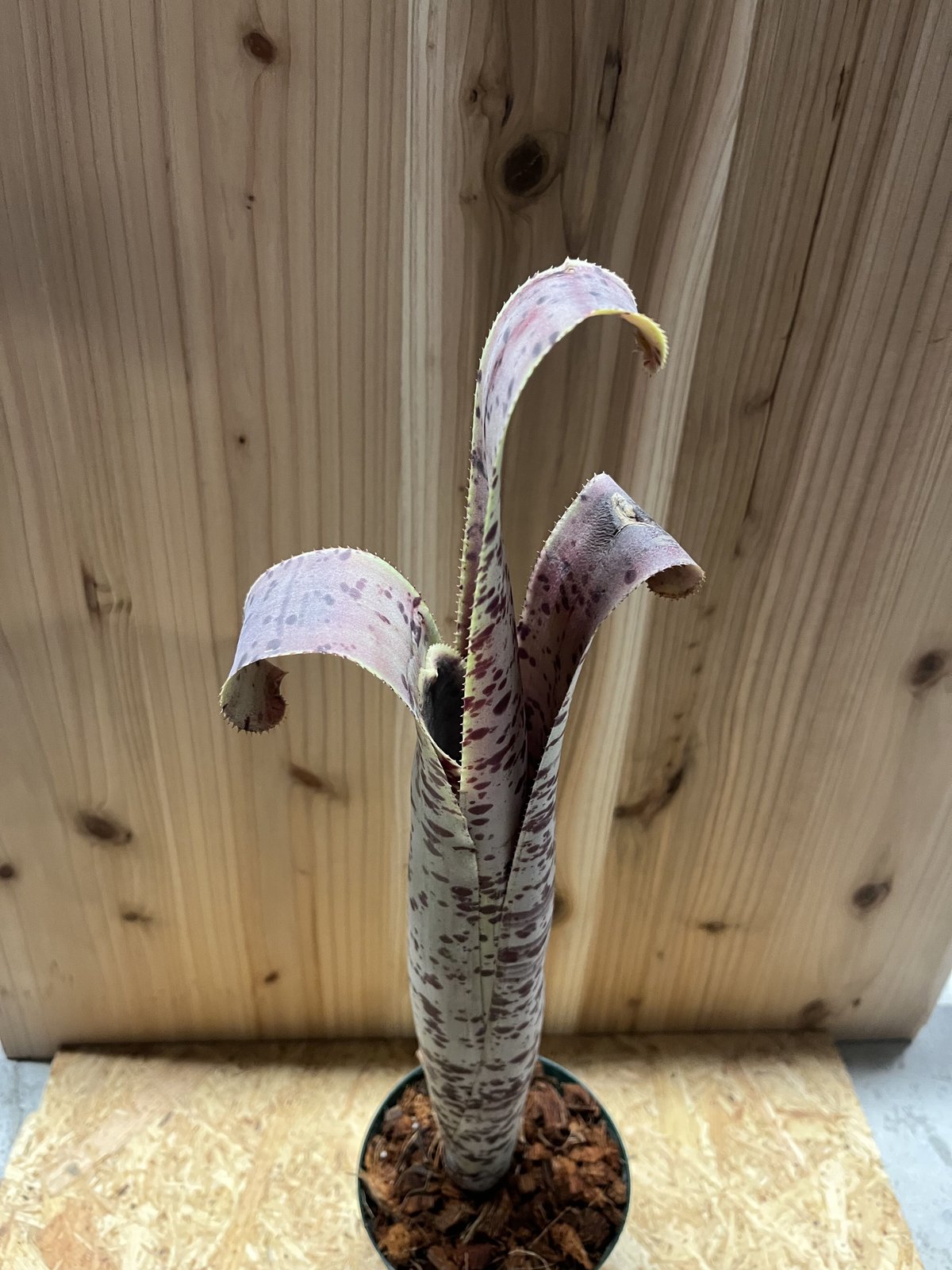 ケスネリア マルモラータ ティムプローマン | GREEN LUCK