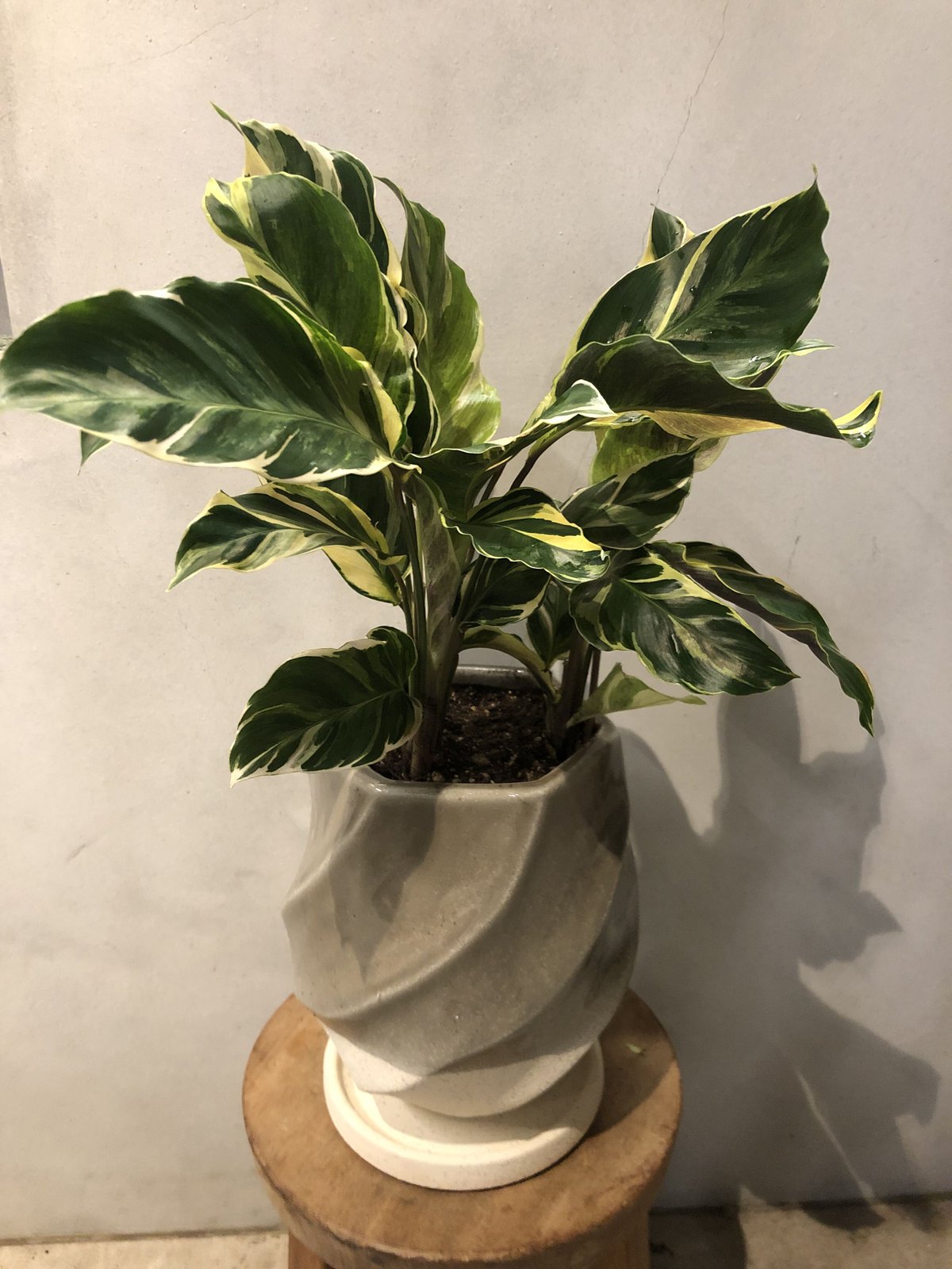 カラテアエンペラー（サンプル） 【公式通販】