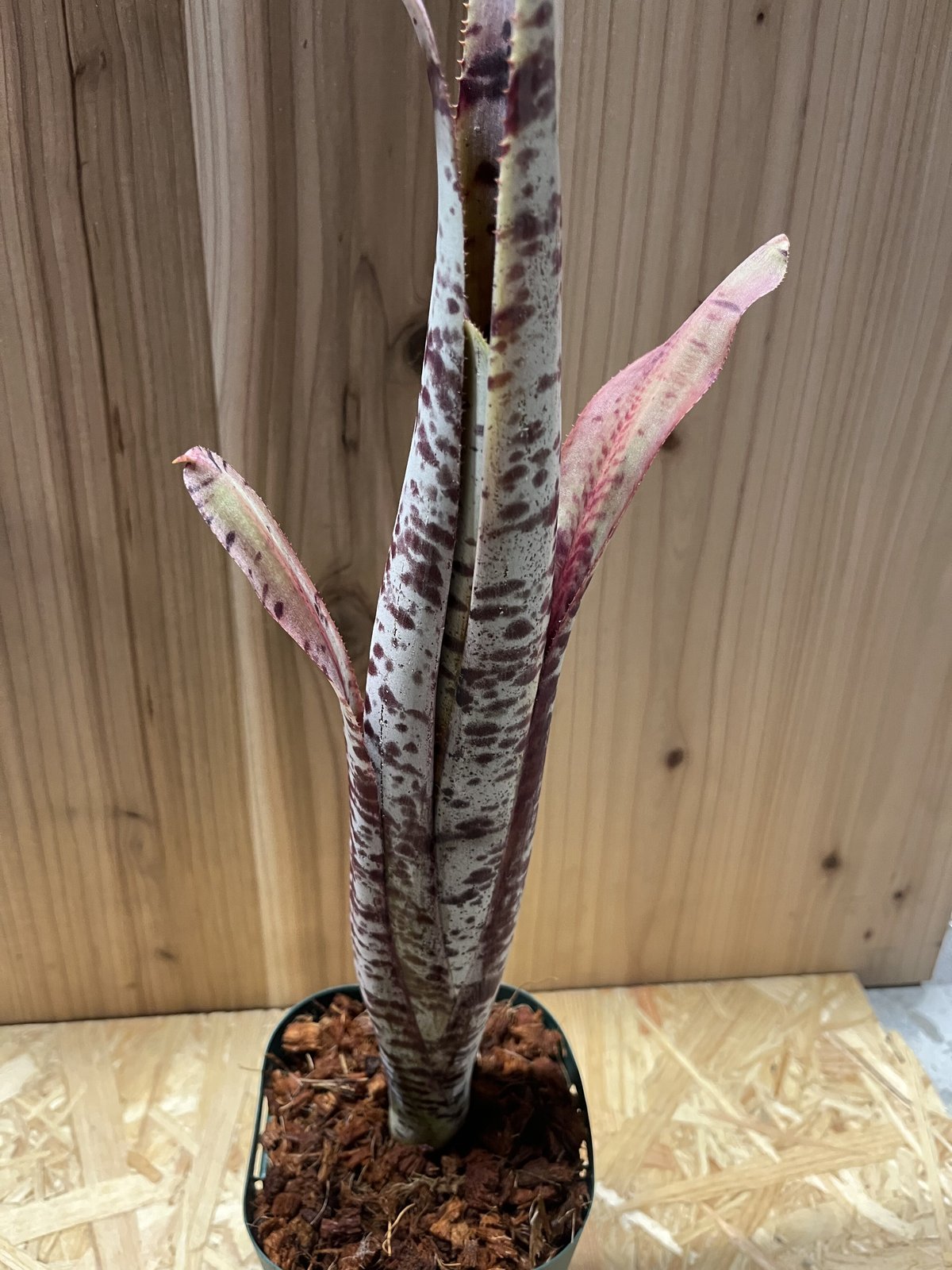 ケスネリア ラファエルオリヴェイラ 抜き苗 タンクブロメリア 観葉植物 fit=scale-down,w=1200