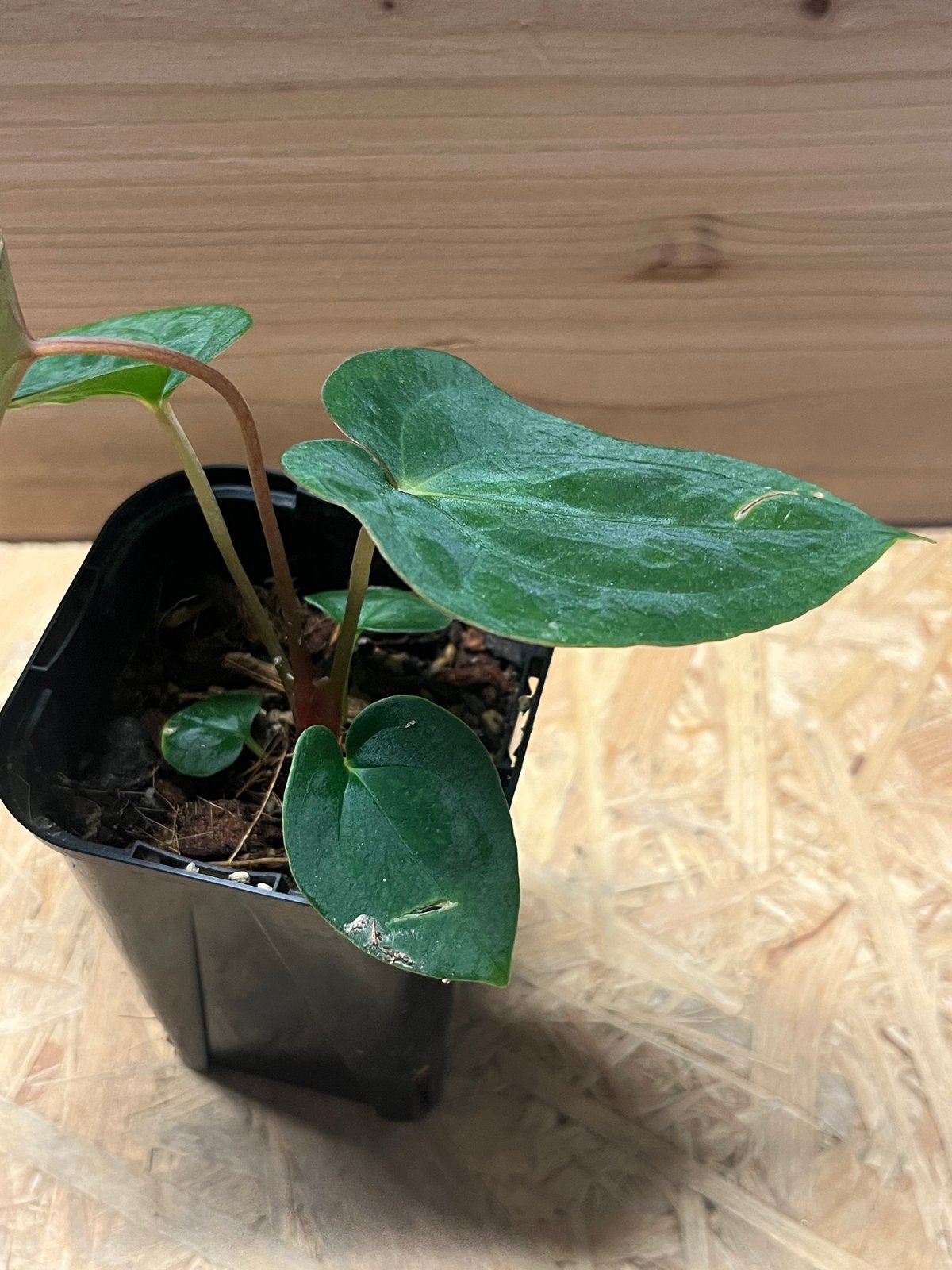 アンスリウム パピリラミナム | GREEN LUCK