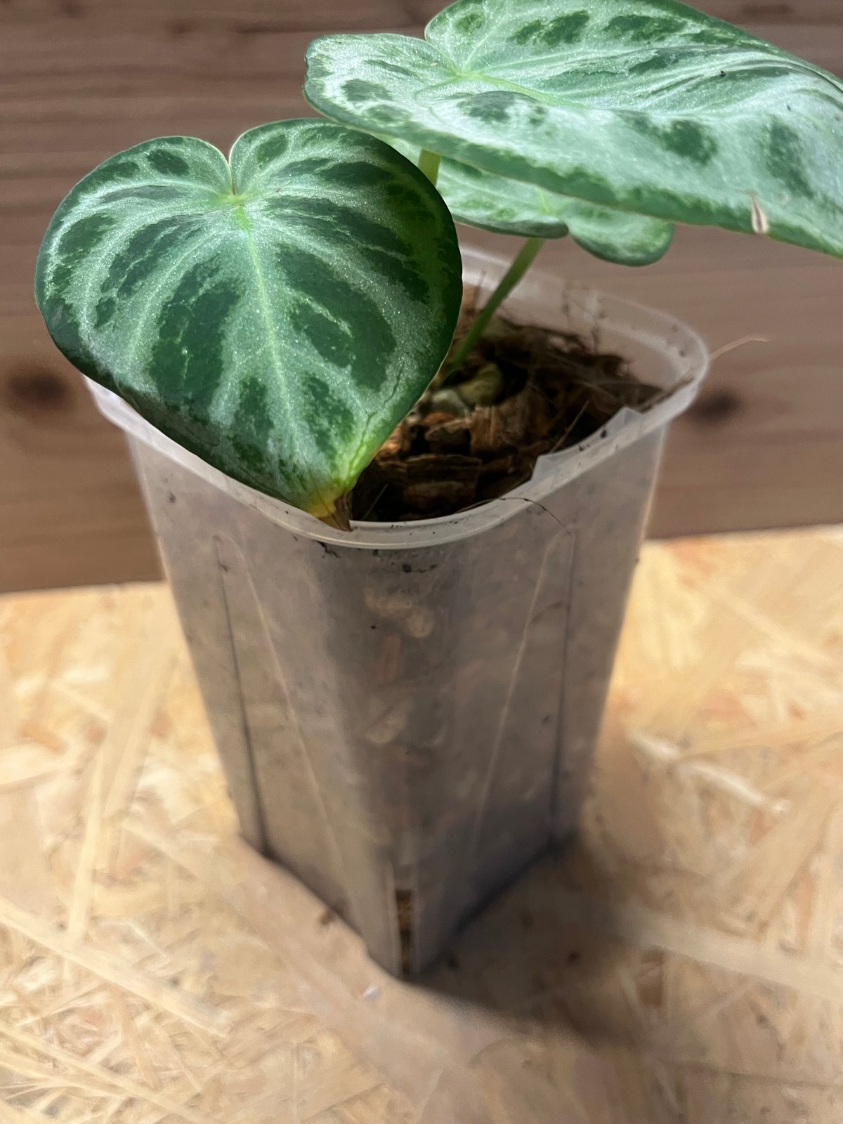 アンスリウム　シルバークローム　実生　丸葉　ハート葉 アンスリウム シルバークローム 実生 丸葉 ハート葉 珍しい