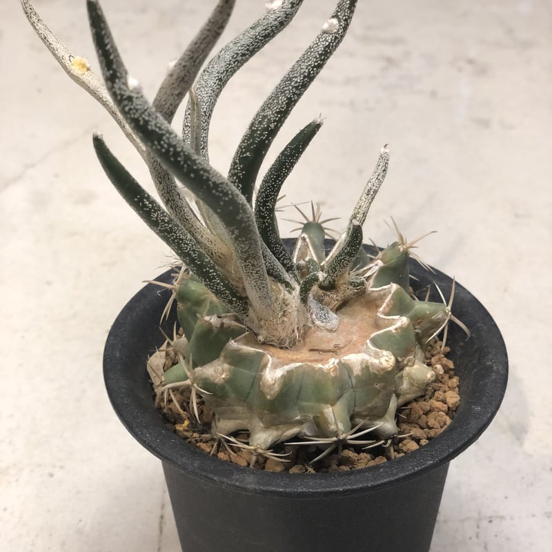 アストロフィツム　カプトメデューサ　VM928 種子300粒 アストロフィツム カプトメデューサ | GREEN LUCK