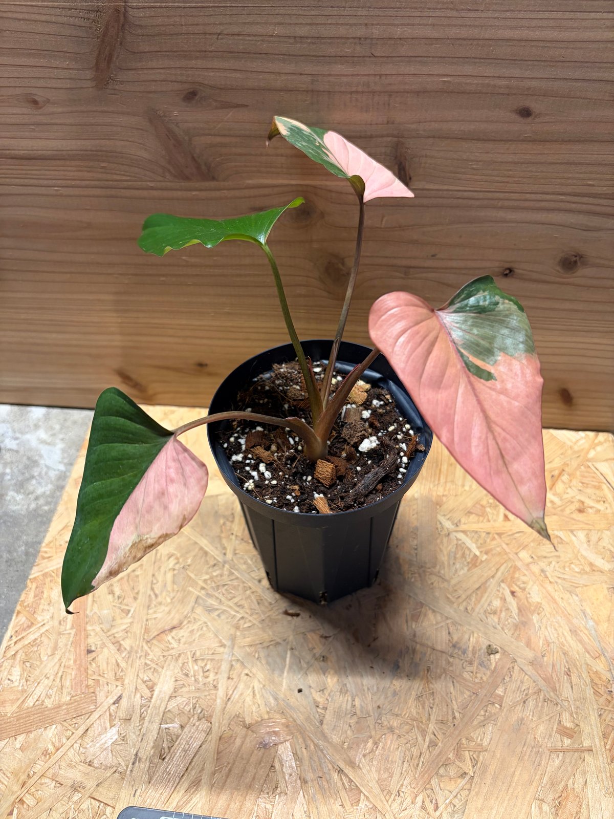 ホマロメナ ピンクダイヤモンド　鉢ごと発送 ホマロメナ 'ピンクダイヤモンド' | GREEN LUCK
