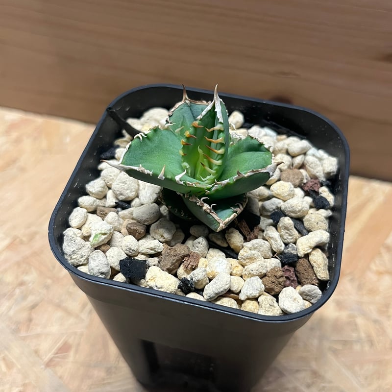 アガベ チタノタ 白毫刺 | GREEN LUCK