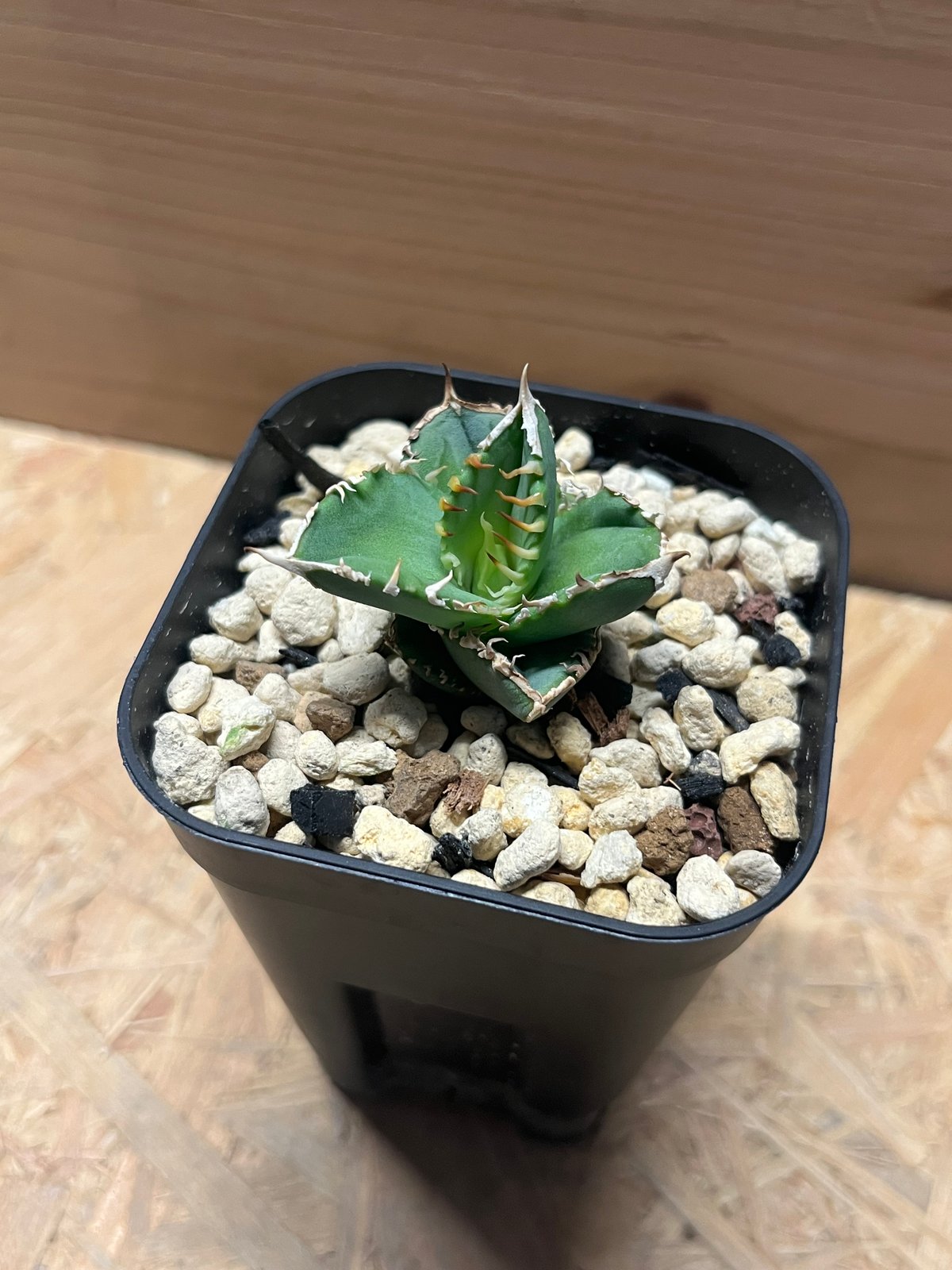 アガベ チタノタ 白毫刺 | GREEN LUCK