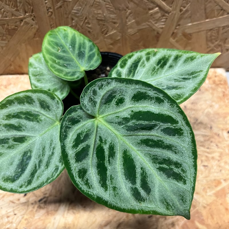 【SUZUKI様　速達】アンスリウムドラヤキシルバー アンスリウム ドラヤキ シルバー 「Anthurium Dorayaki Silver
