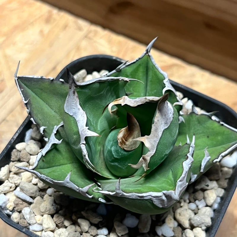 価格相談 チタノタ「白棘 青犀牛」 唯一無二 コレクション株 青サイ 価格相談 チタノタ「白棘 青犀牛」 唯一無二 コレクション株 青サイ