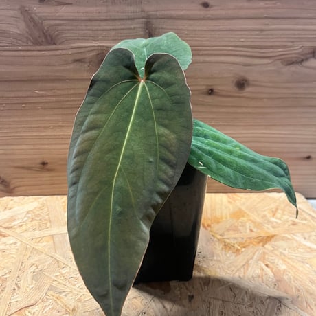 アンスリウム | STORES