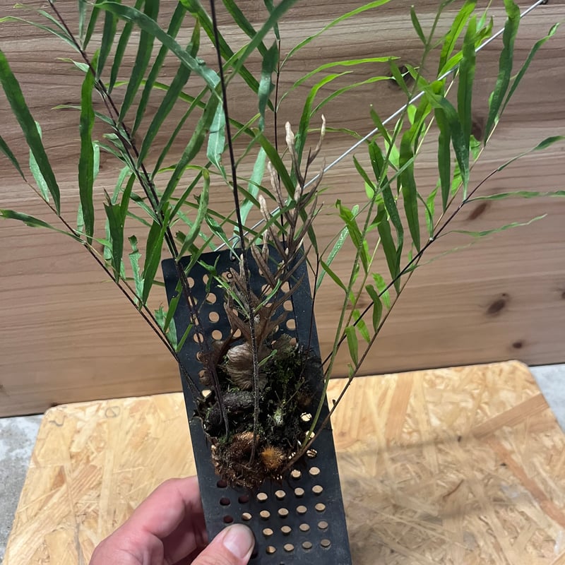 ドリナリア リギデュラ | GREEN LUCK