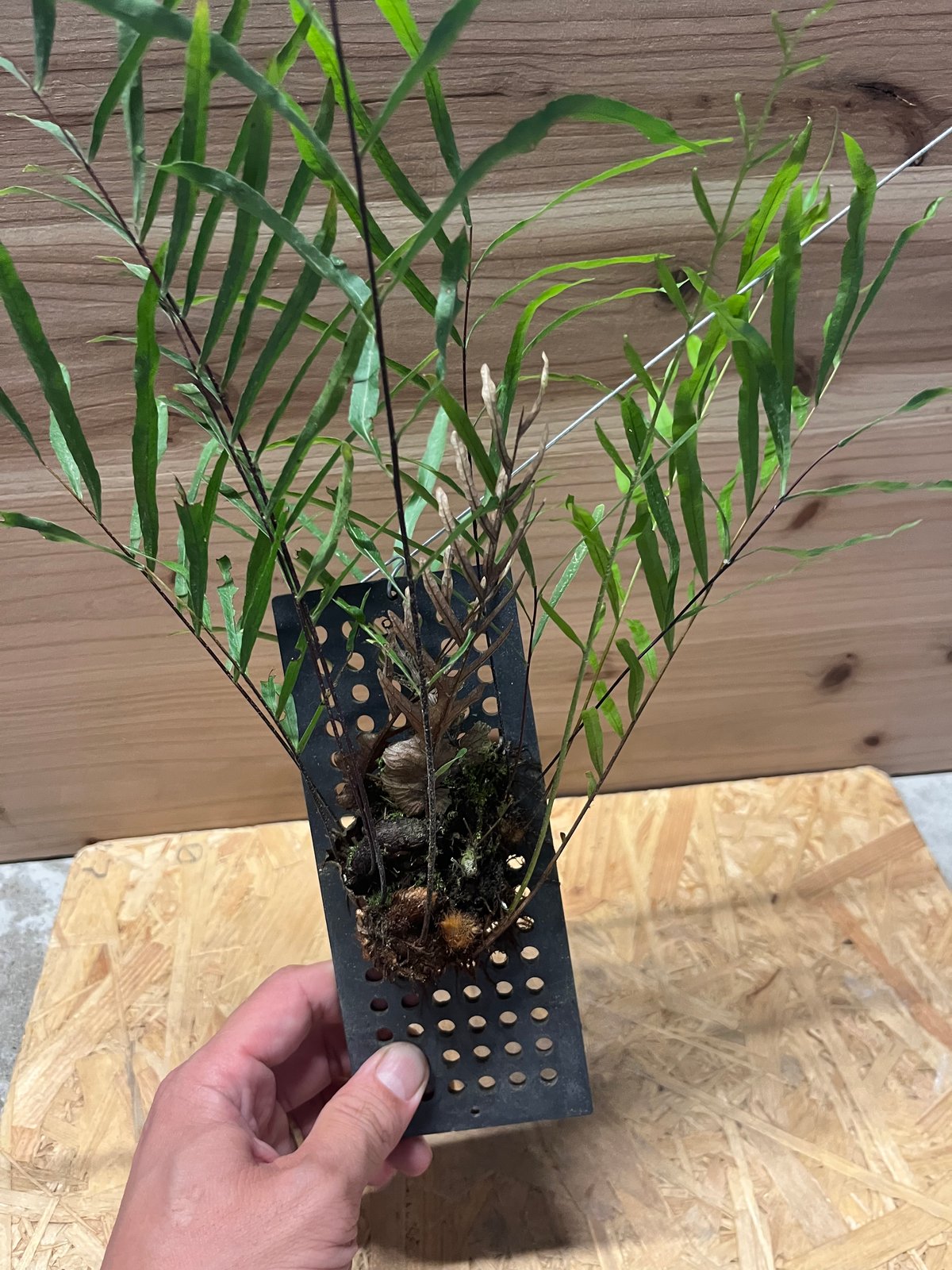 値下げドリナリア リギデュラ 楽天市場】ドリナリア リギデュラ 'ホワイティ' シダ植物 観葉植物 4号