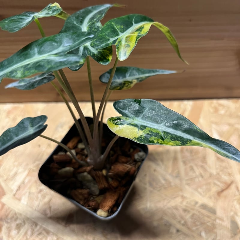アロカシア バンビーノ イエローバリエガータ | GREEN LUCK