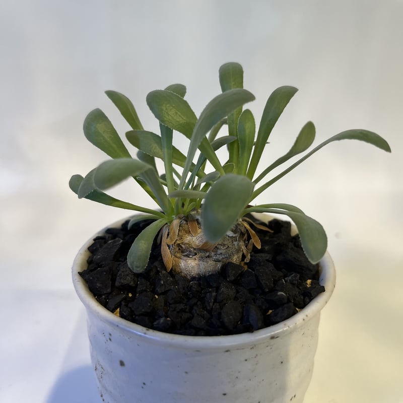 オトンナ レトロルサ | GREEN LUCK