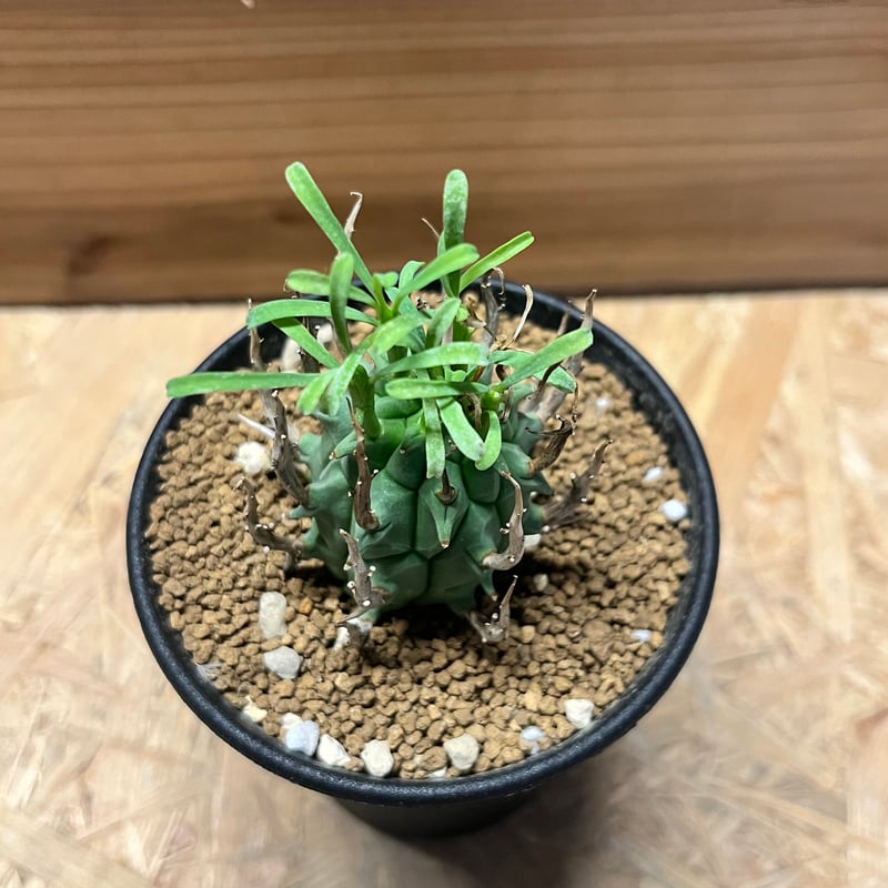 【レア】ユーフォルビア スコエンランディ ユーフォルビア スコエンランディ 闘牛角【203】 | PROTOLEAF プロトリーフ