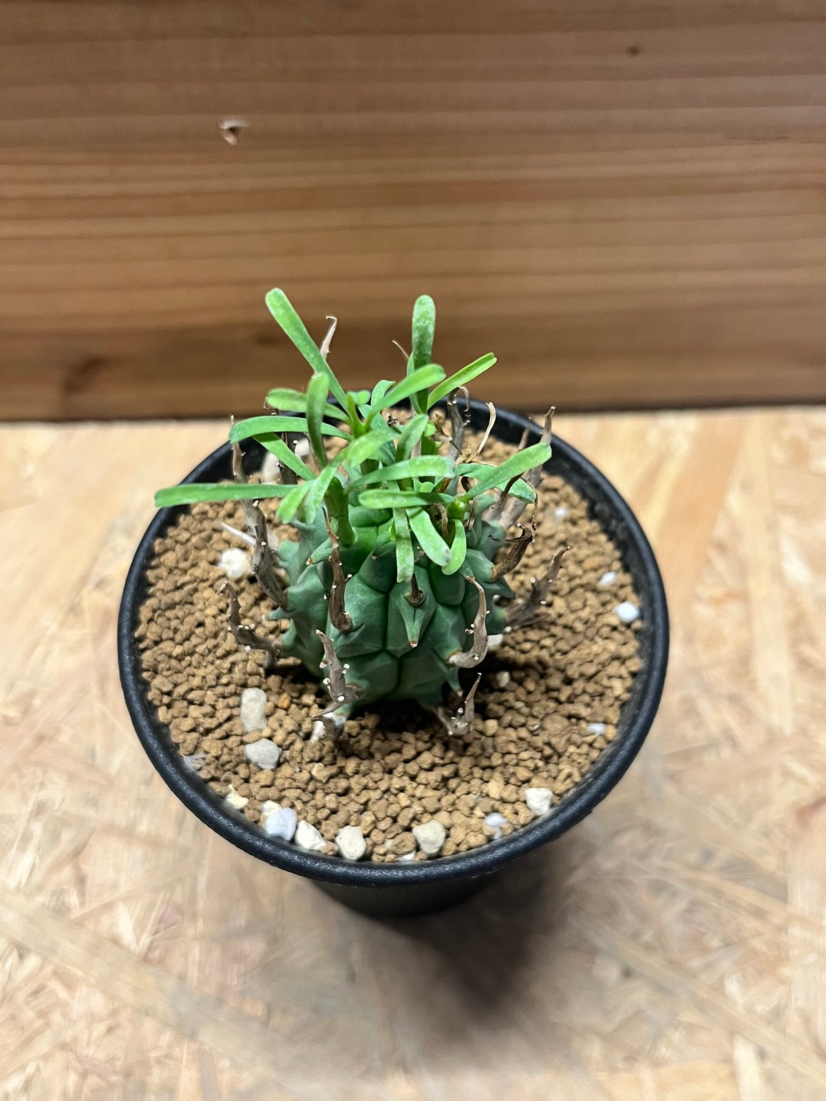 ユーフォルビア 闘牛角 スコエンランディ 塊根植物 多肉植物 🌟ユーフォルビア・スコエンランディ🌟 みんな大好きな牛さん🐮 今年も