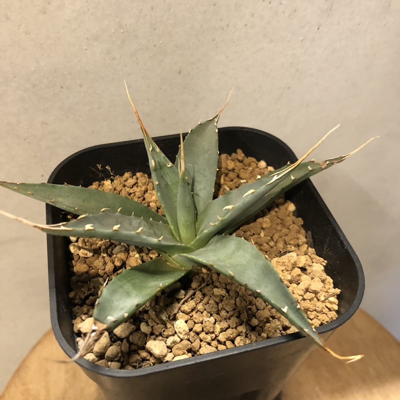 アガベ ユタエンシス エボリスピナ | GREEN LUCK