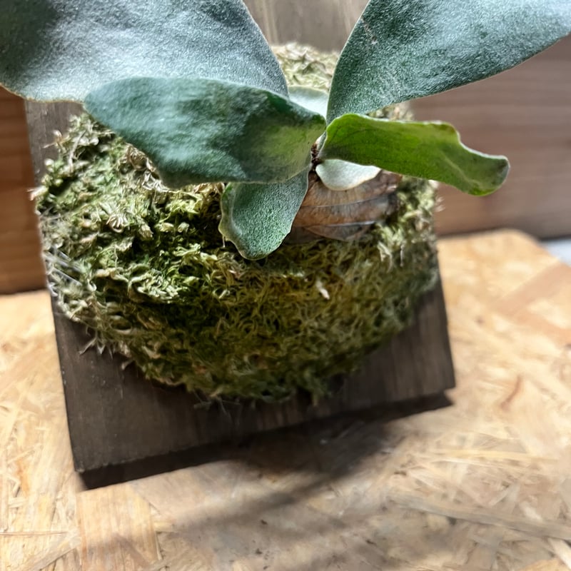 ビカクシダ sp.マジュス HKスポア | GREEN LUCK