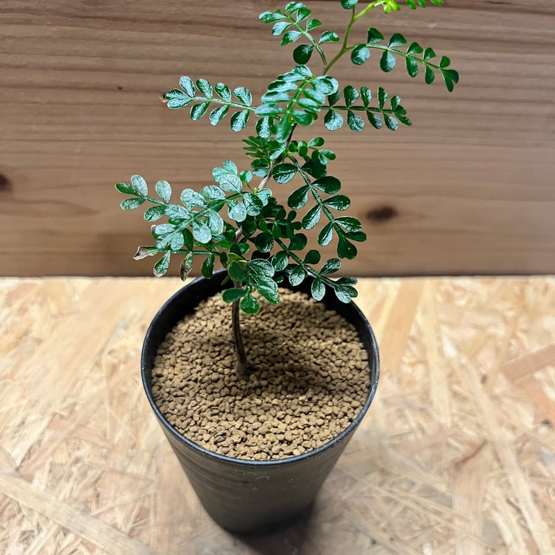 オペルクリカリア パキプス | GREEN LUCK