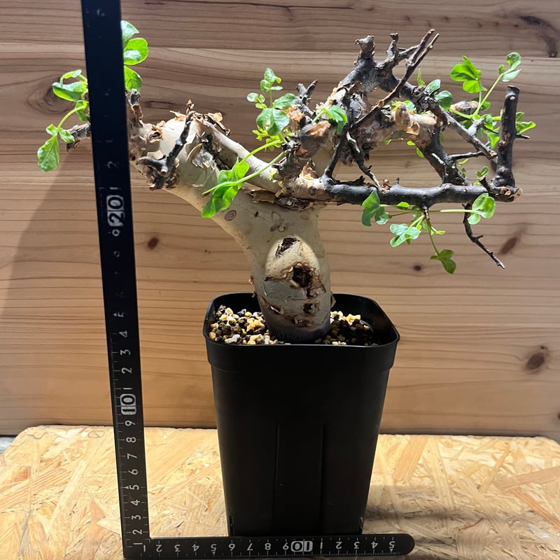 FAP植物 TK02 コミフォラ ピュア カタフ ソマリア コミフォラ カタフ ピュア | GREEN LUCK