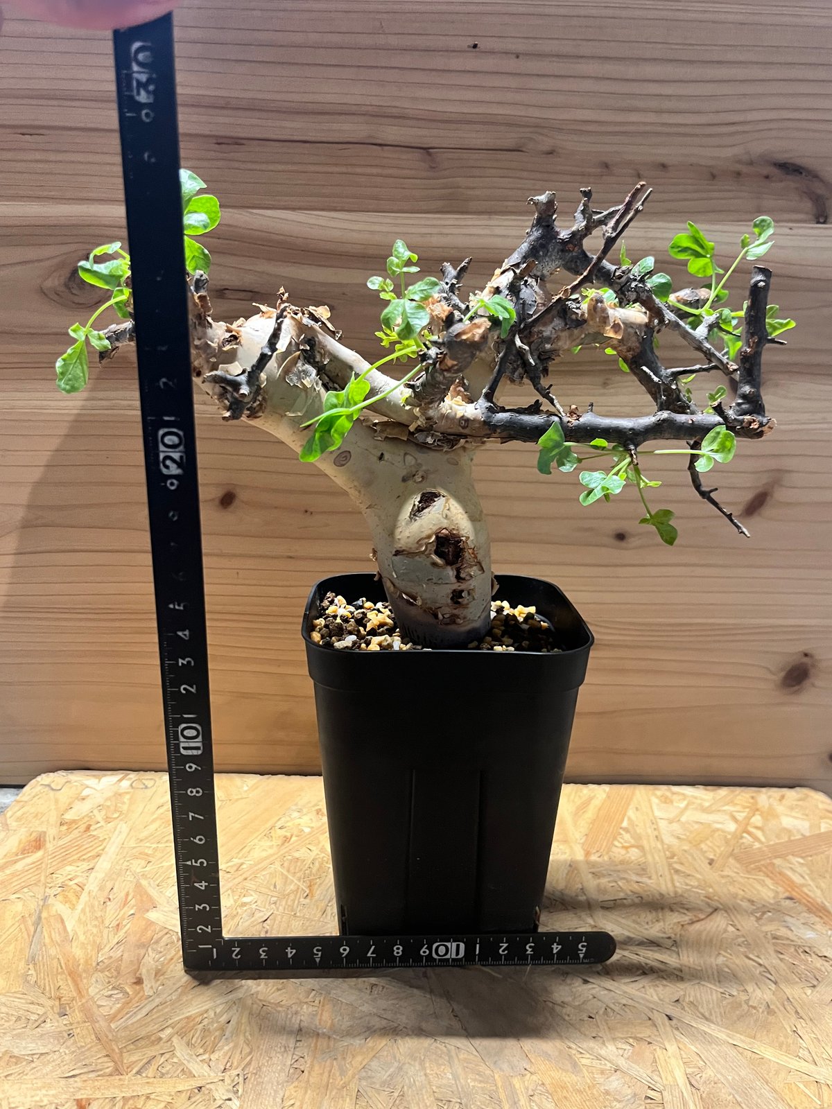 コミフォラ カタフ ピュア | GREEN LUCK