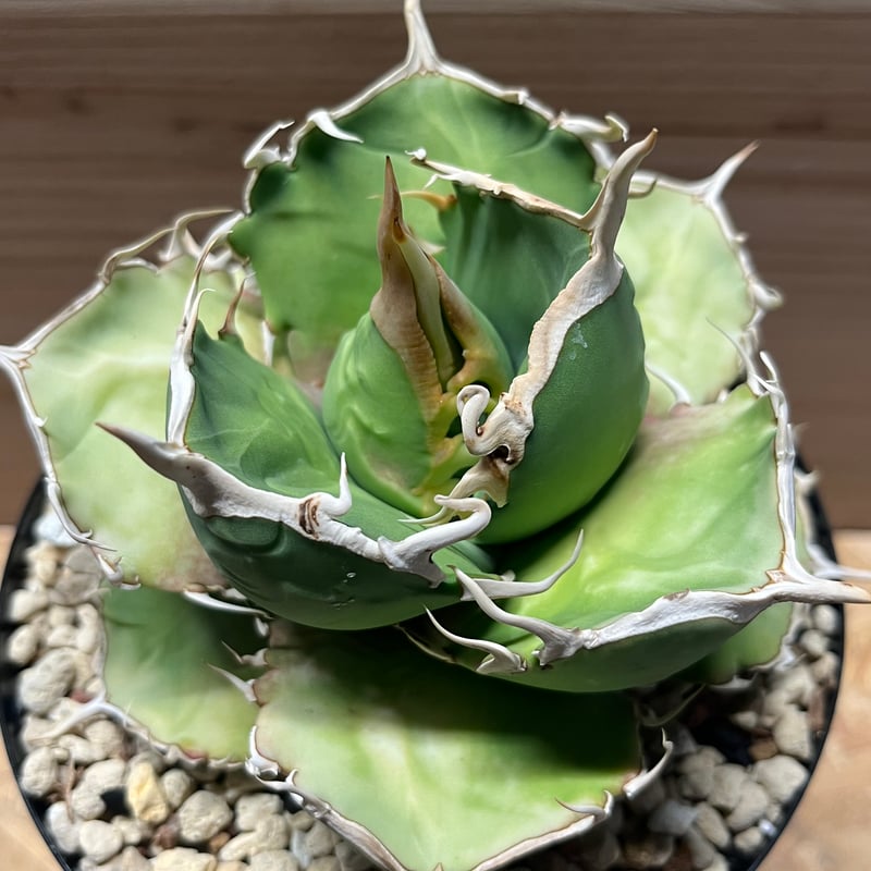 アガベ チタノタ MS-AZ 台湾毒刺血統 | GREEN LUCK