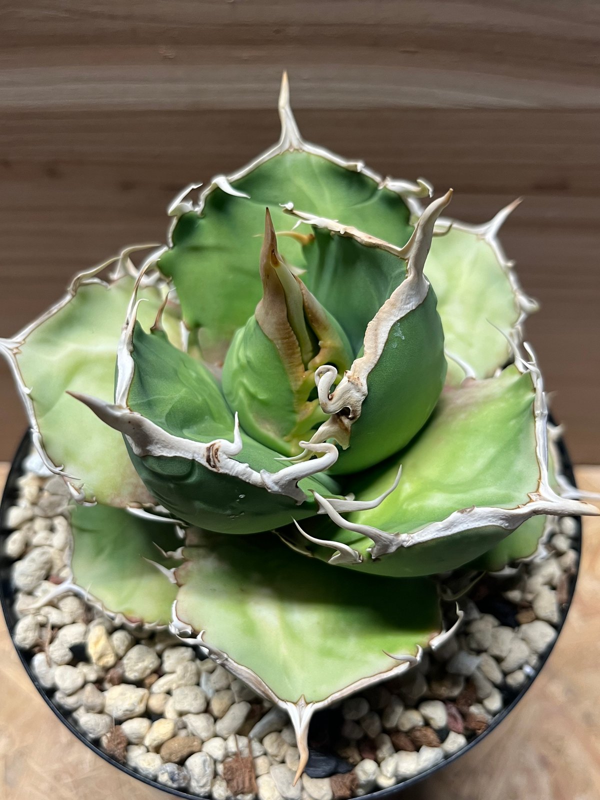 【専用】アガベ 麻花 毒刺血統【ご予約済み】 アガベ チタノタ MS-AZ 台湾毒刺血統 | GREEN LUCK